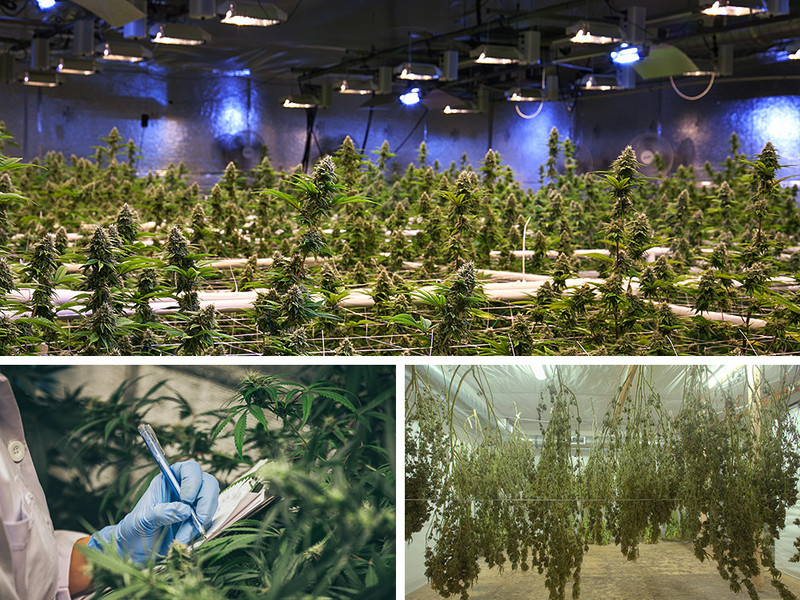 Indoor-Cannabisproduktion